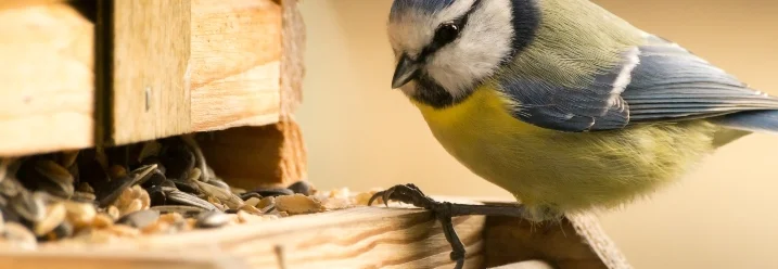 Blaumeise an einem Vogelhaus